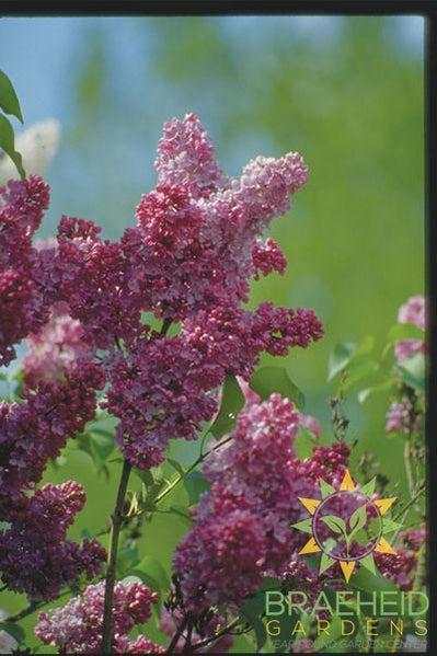 Belle de Nancy French Lilac