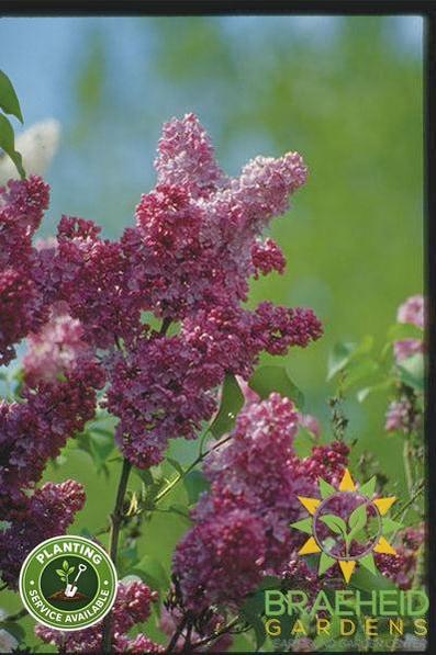 Belle de Nancy French Lilac