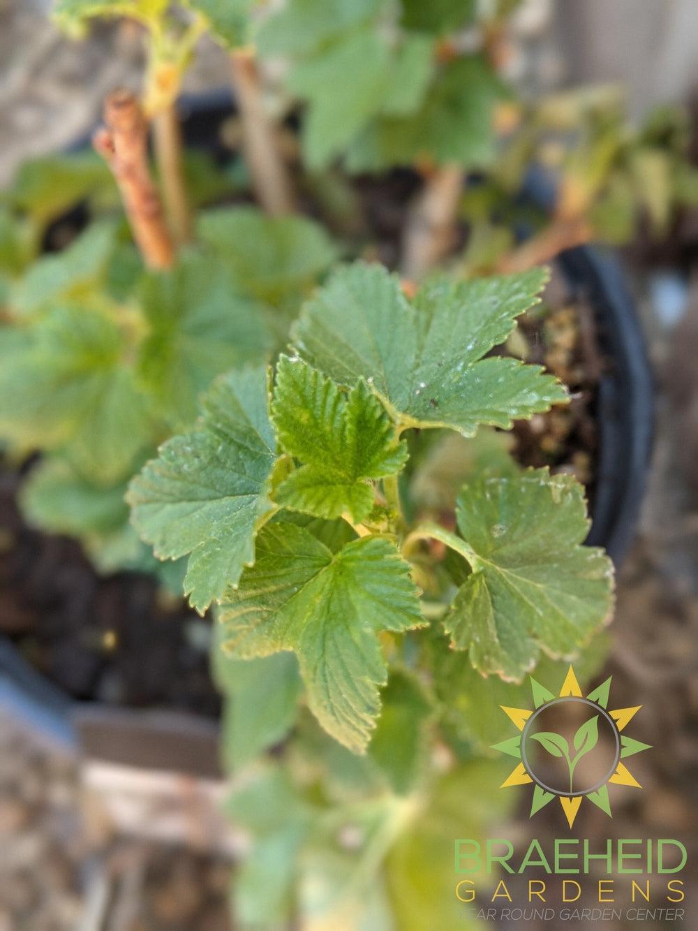 Buy Ben Connan Black Currant an Edible Shrub in Grande Prairie Alberta - Braeheid Gardens Ltd.