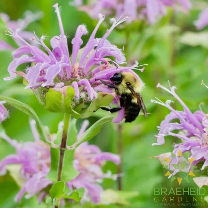 Bergamot