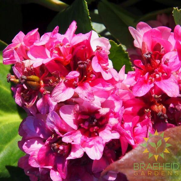 Pink Dragonfly Bergenia