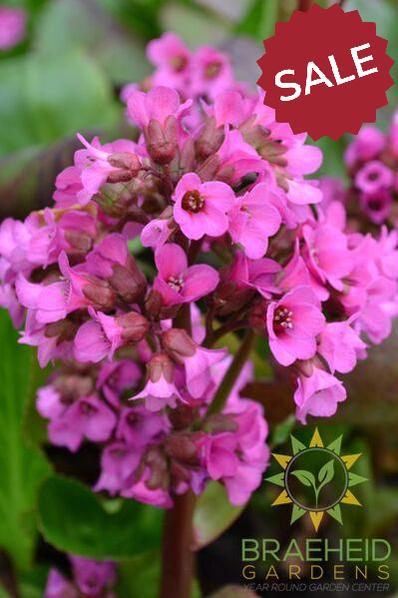 Heartleaf Bergenia