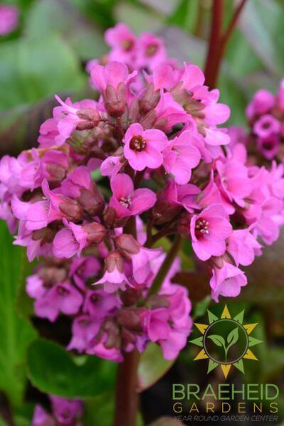 Heartleaf Bergenia