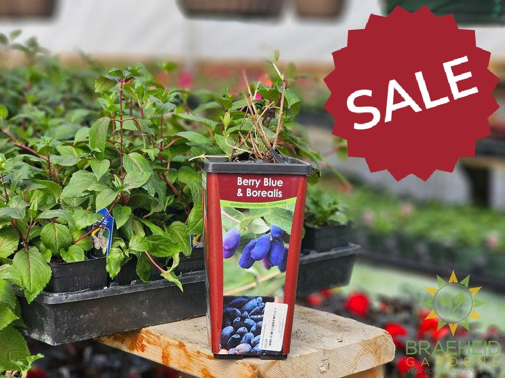 Buy Berry Blue/Borealis Haskap an Edible Shrub in Grande Prairie Alberta - Braeheid Gardens Ltd.