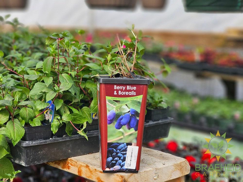 Buy Berry Blue/Borealis Haskap an Edible Shrub in Grande Prairie Alberta - Braeheid Gardens Ltd.