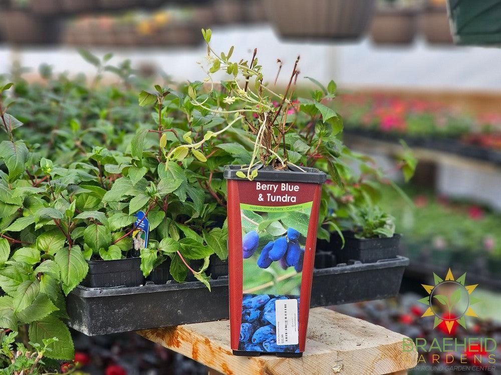 Buy Berry Blue/Tundra Haskap an Edible Shrub in Grande Prairie Alberta - Braeheid Gardens Ltd.