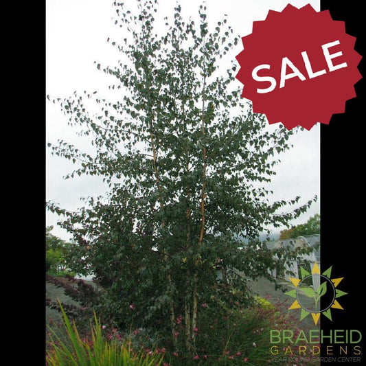 Royal Frost Birch