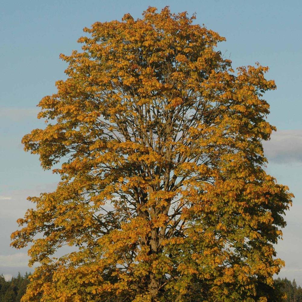 Big Leaf Maple
