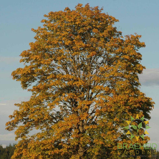 Big Leaf Maple
