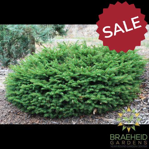 Bird's Nest Spruce