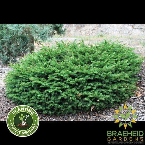 Bird's Nest Spruce