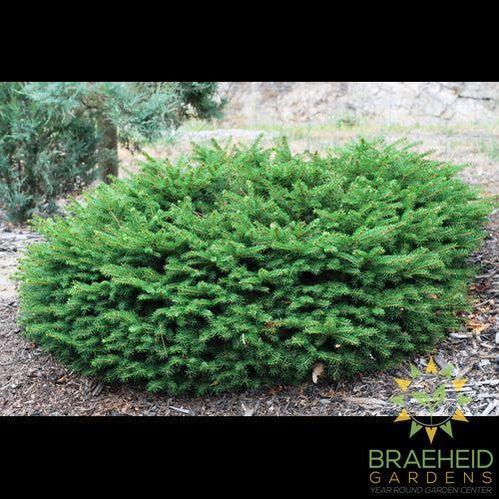Bird's Nest Spruce