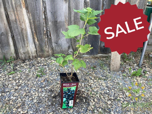 Buy Black Currant-Gadellier an Edible Shrub in Grande Prairie Alberta - Braeheid Gardens Ltd.