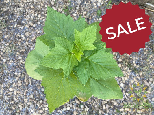 Buy Black Currant-Gadellier an Edible Shrub in Grande Prairie Alberta - Braeheid Gardens Ltd.