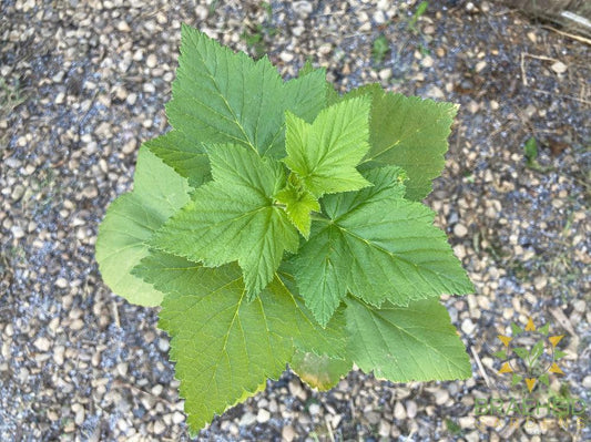 Buy Black Currant-Gadellier an Edible Shrub in Grande Prairie Alberta - Braeheid Gardens Ltd.