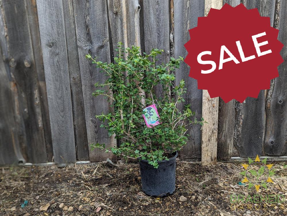 Buy Black Gooseberry an Edible Shrub in Grande Prairie Alberta - Braeheid Gardens Ltd.
