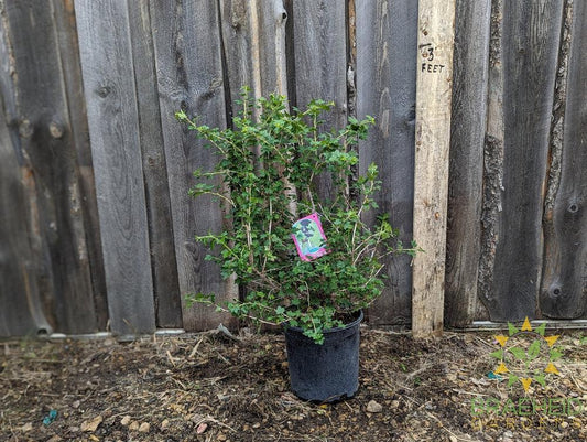 Buy Black Gooseberry an Edible Shrub in Grande Prairie Alberta - Braeheid Gardens Ltd.