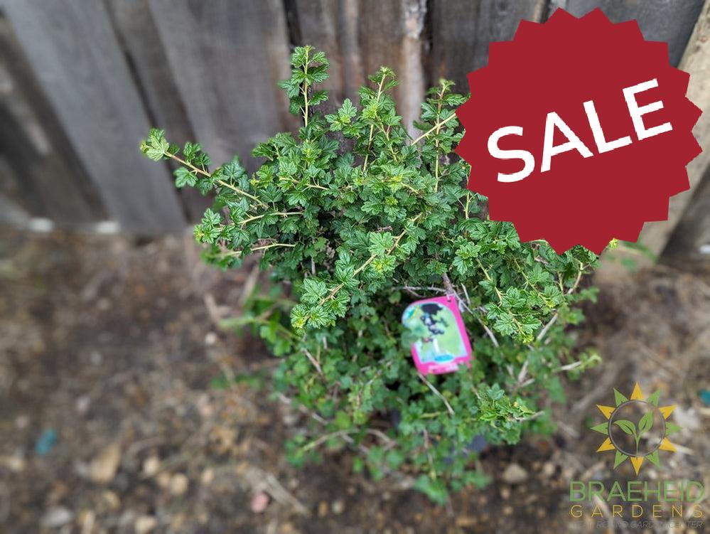 Buy Black Gooseberry an Edible Shrub in Grande Prairie Alberta - Braeheid Gardens Ltd.