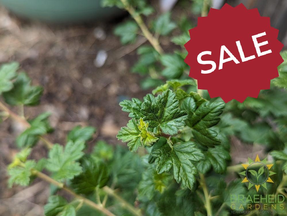 Buy Black Gooseberry an Edible Shrub in Grande Prairie Alberta - Braeheid Gardens Ltd.
