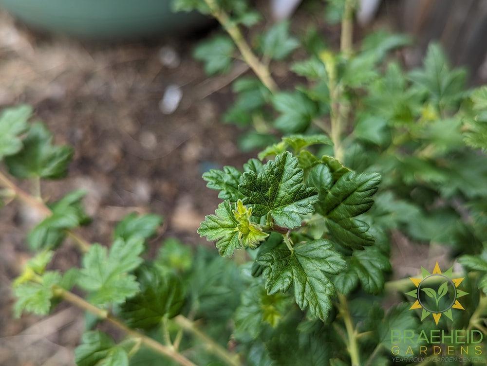 Buy Black Gooseberry an Edible Shrub in Grande Prairie Alberta - Braeheid Gardens Ltd.