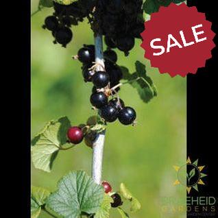 Buy Black Gooseberry an Edible Shrub in Grande Prairie Alberta - Braeheid Gardens Ltd.