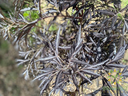 Black Lace® Elder
