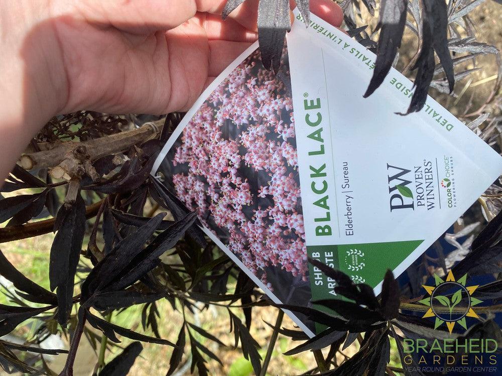 Black Lace® Elder
