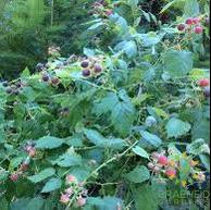 Black Cap Raspberry