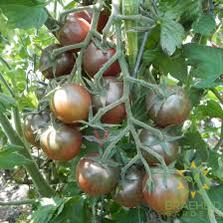 Black Cherry Tomato