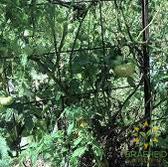 Black Russian Tomato