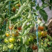 Black Zebra Tomato