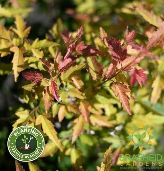 Blazing Elf™ Amur Maple