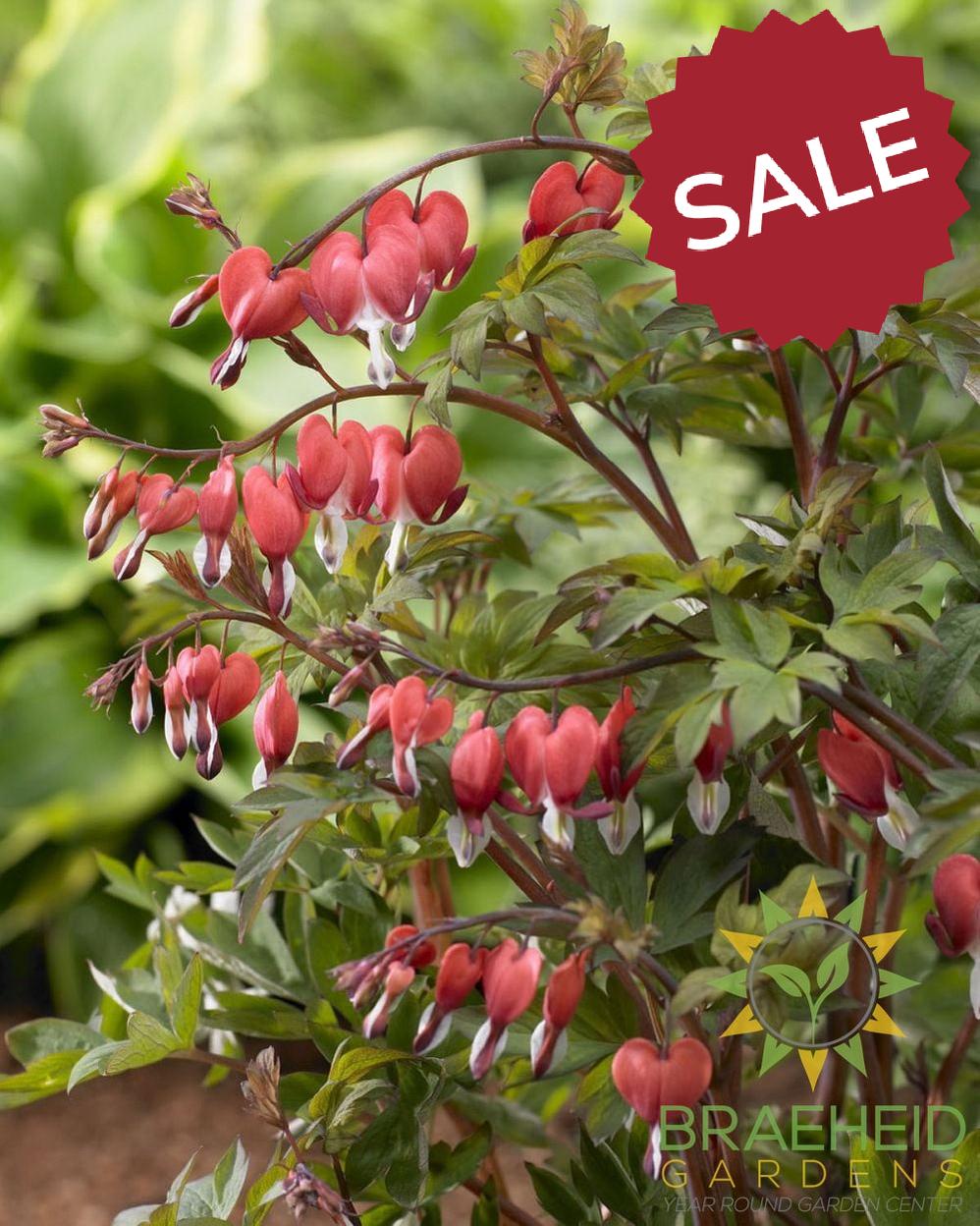 Bleeding Heart 'Valentine' -No Ship-