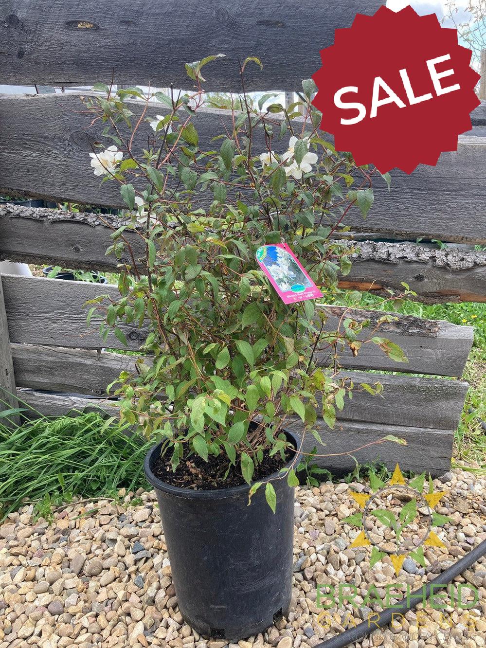 Blizzard Mock Orange