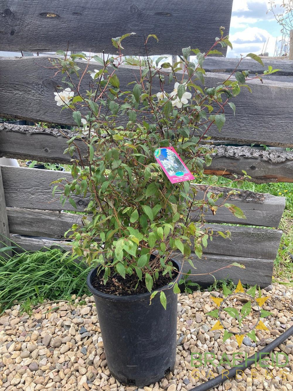 Blizzard Mock Orange