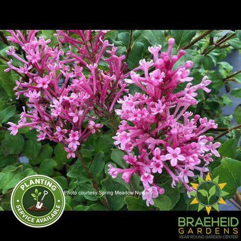 Bloomerang Dwarf Pink Lilac
