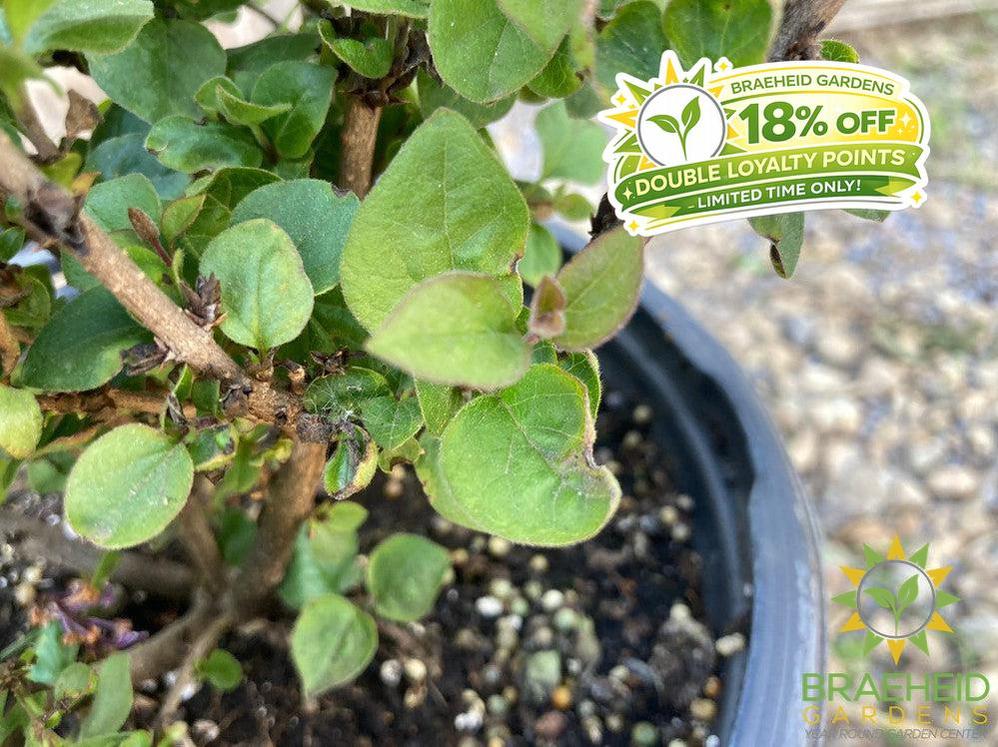 Bloomerang® Purpink Lilac