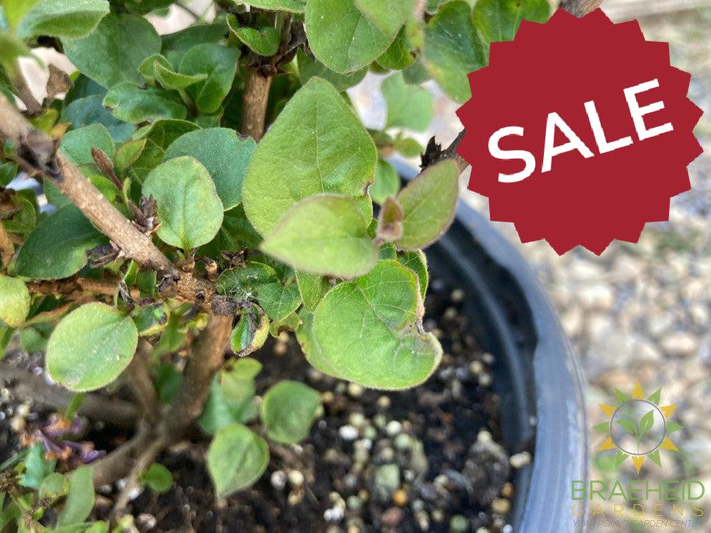 Bloomerang® Purpink Lilac