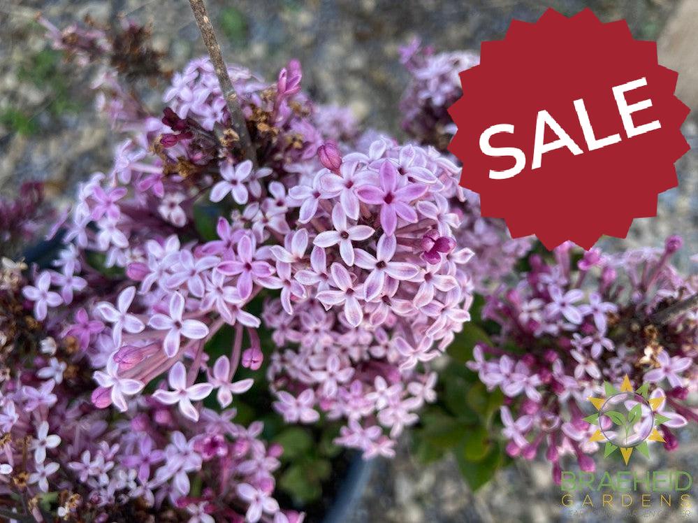 Bloomerang® Purpink Lilac