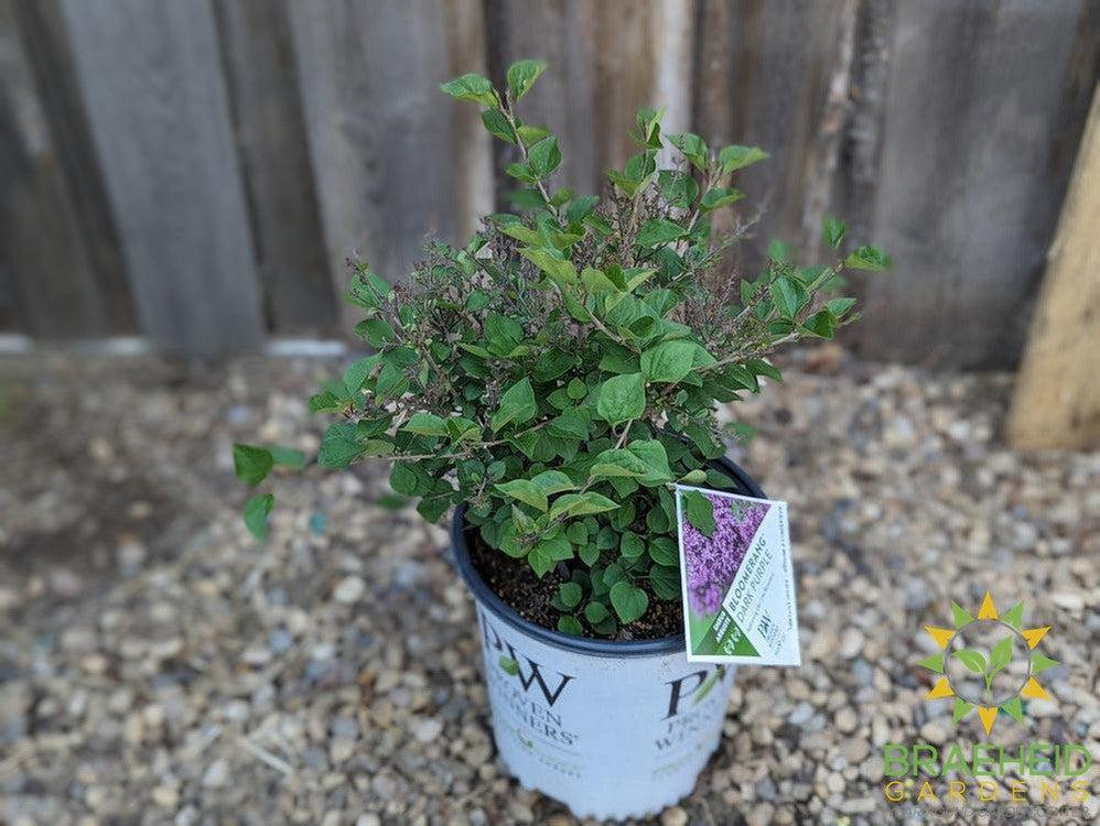 Bloomerang®Dark Purple