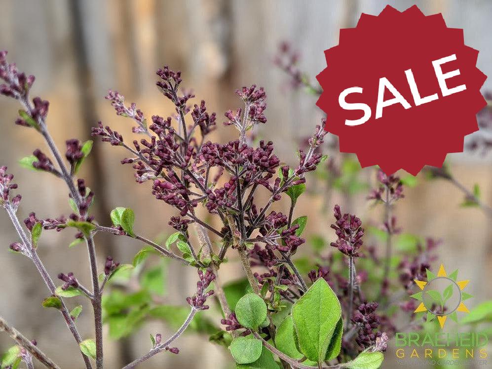 Bloomerang®Dark Purple