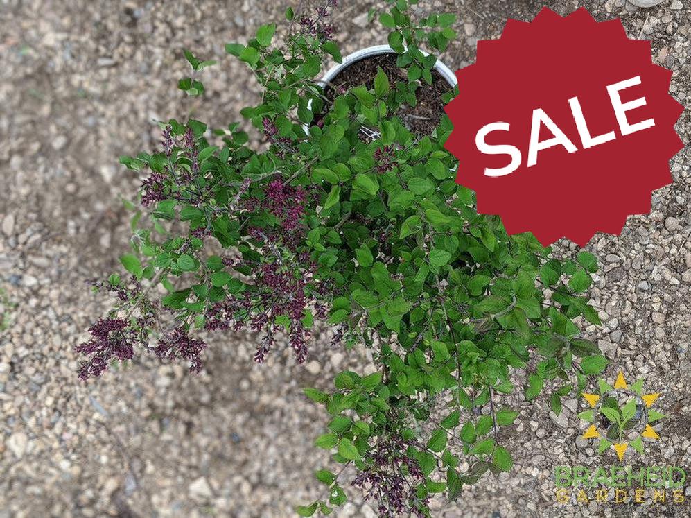 Bloomerang®Dark Purple