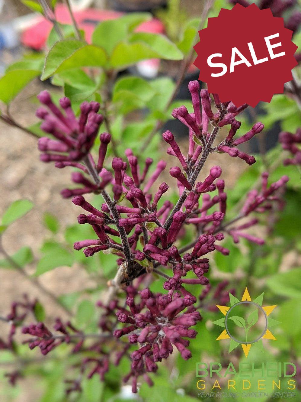 Bloomerang®Dark Purple