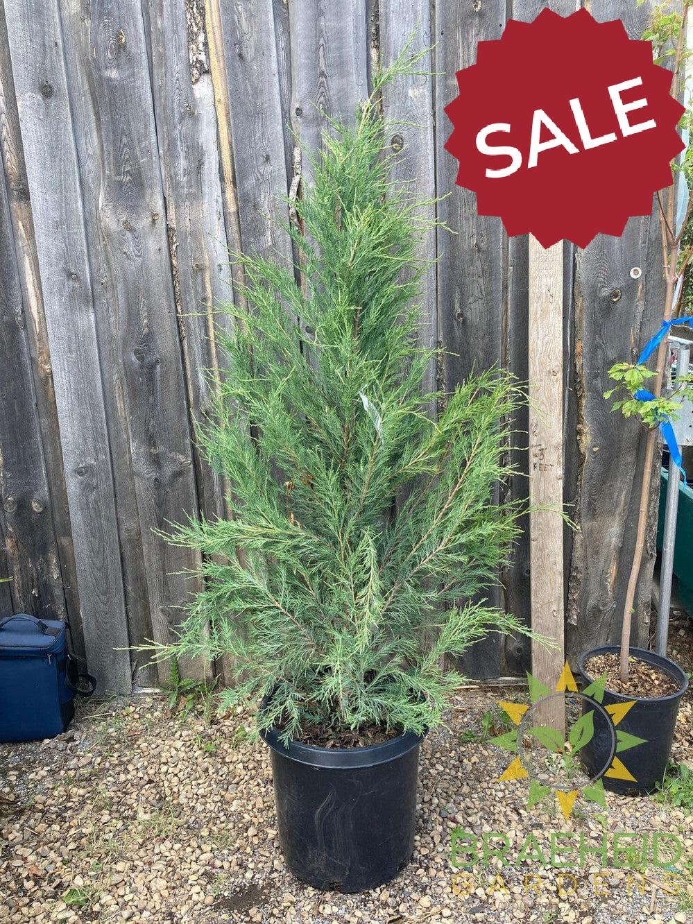 Blue Arrow Juniper