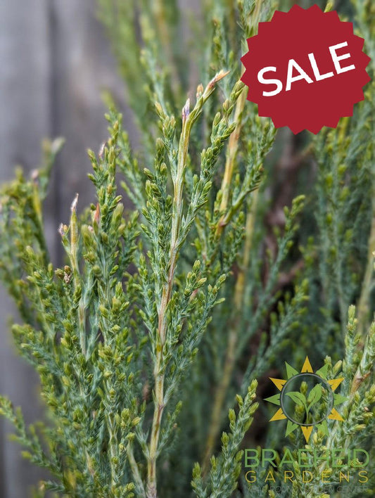 Blue Arrow Juniper