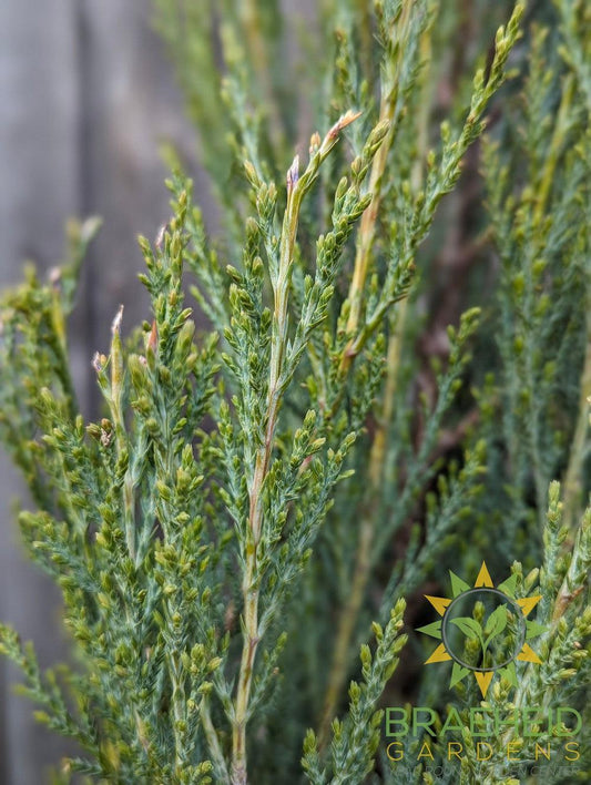 Blue Arrow Juniper