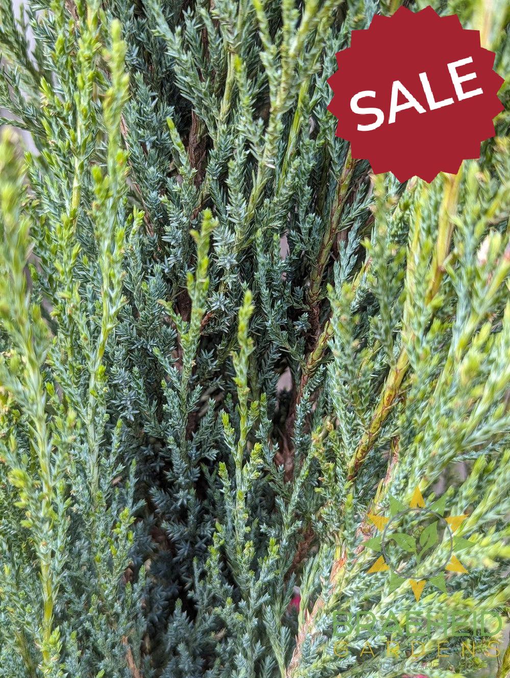 Blue Arrow Juniper