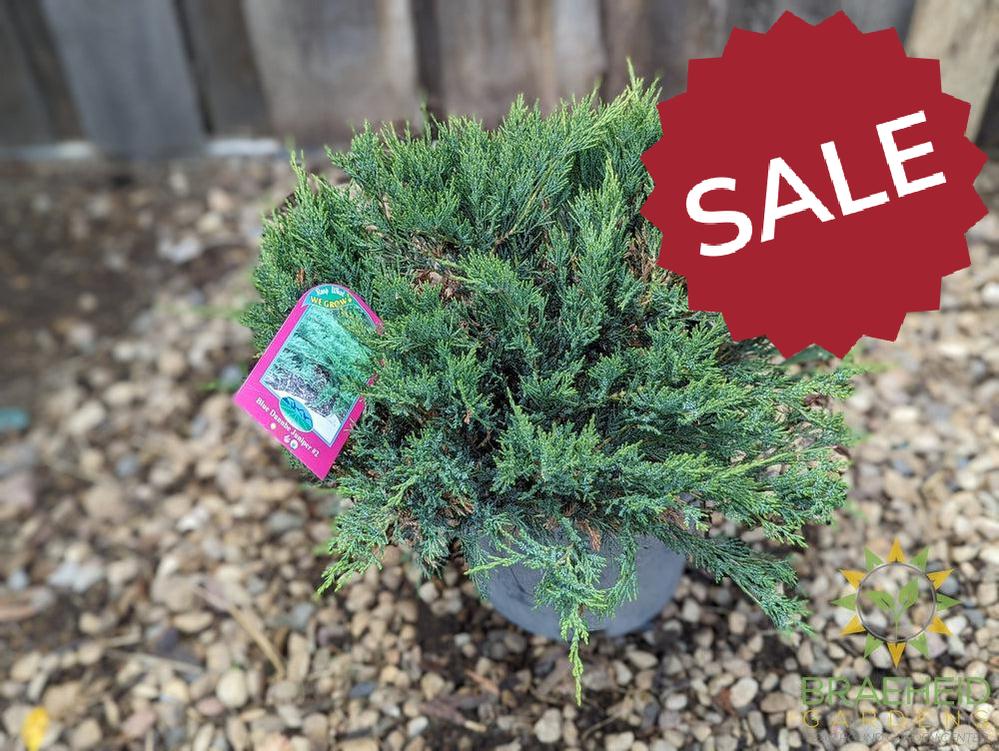 Blue Danube Juniper