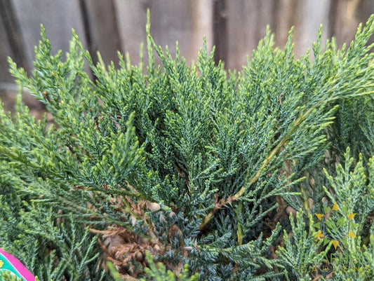 Blue Danube Juniper