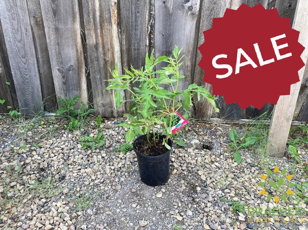 Buy Blue Elderberry an Edible Shrub in Grande Prairie Alberta - Braeheid Gardens Ltd.